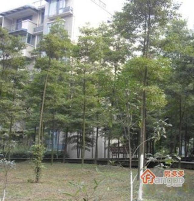 > 江安花园 5室 3厅 207平