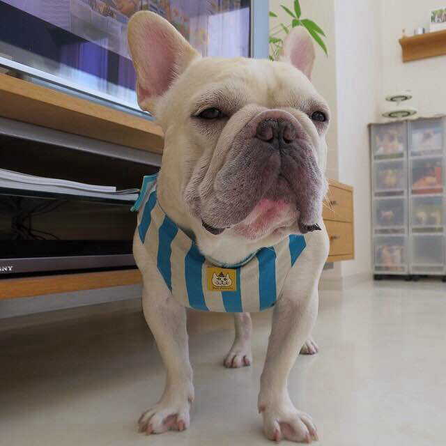 陈嘉良