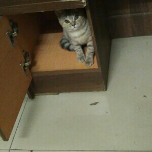 黄展能