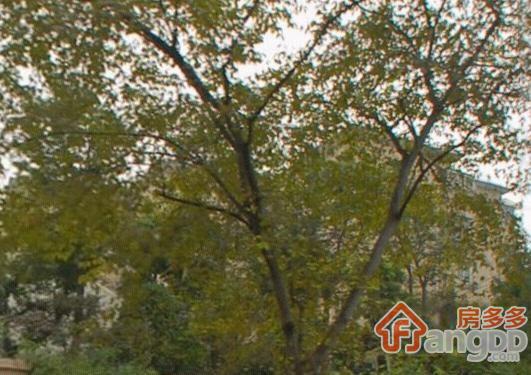 又一村(长宁)小区图片