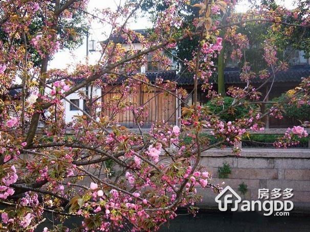 传芳巷图片