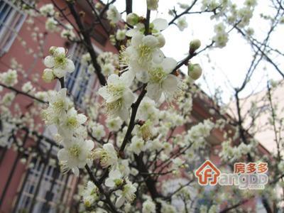 迎春家园图片