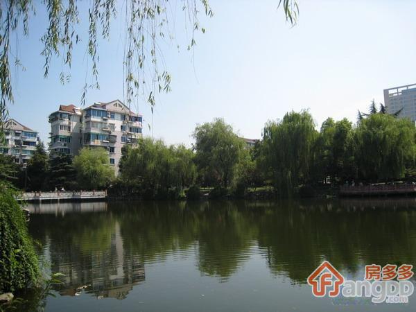 采荷紫藕图片