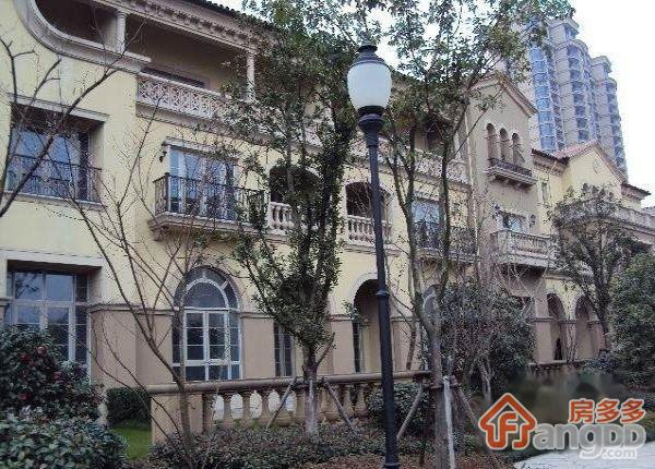 郁金香岸图片