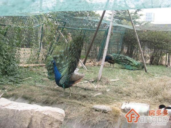 阿尔卡迪亚图片