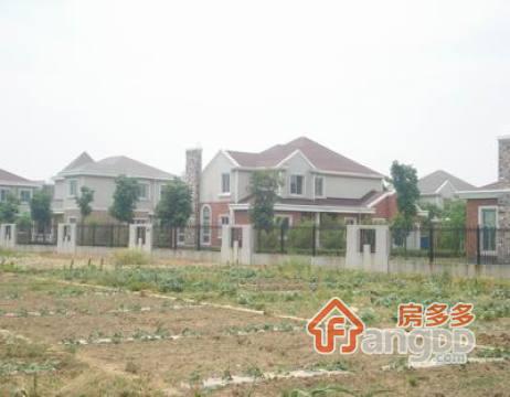 金澄明珠图片