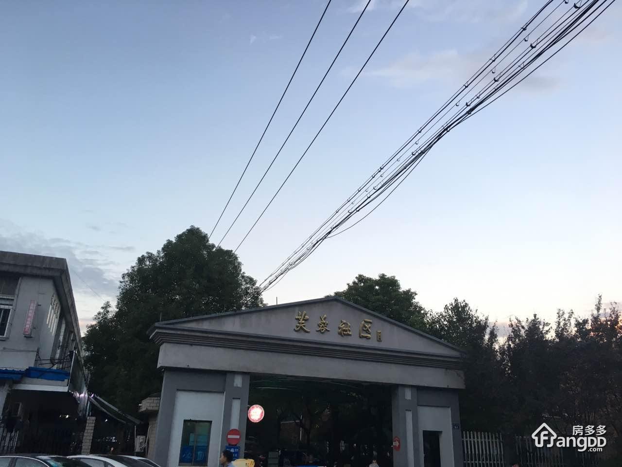 采荷芙蓉图片
