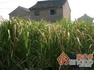 奉贤四团小区小区图片