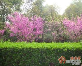 泰极大厦小区图片