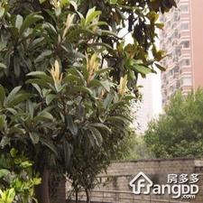 强生花苑小区图片